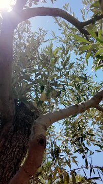 Vertical view of rays of sunlight penetrating through the dense crown of an old olive tree