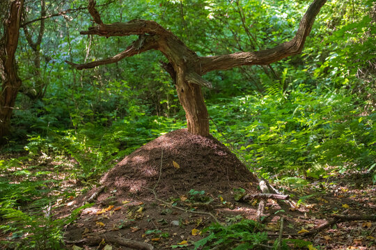 Anthill beside a tree in the forest of Mols Bjerge, Denmark