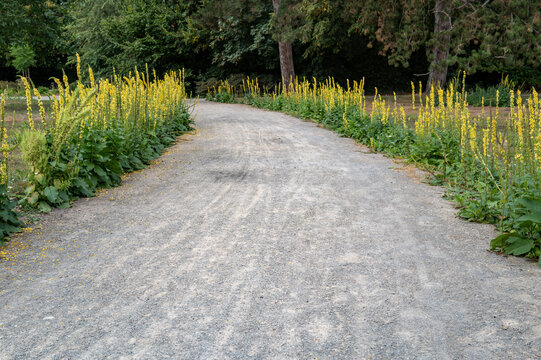 Gravel path winding through yellow mullein flowers in bottrop