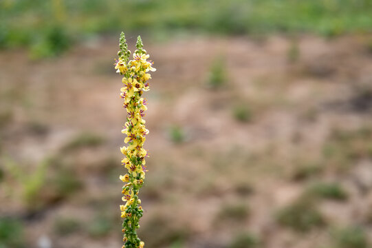 Verbascum plant blooming yellow flowers in bottrop