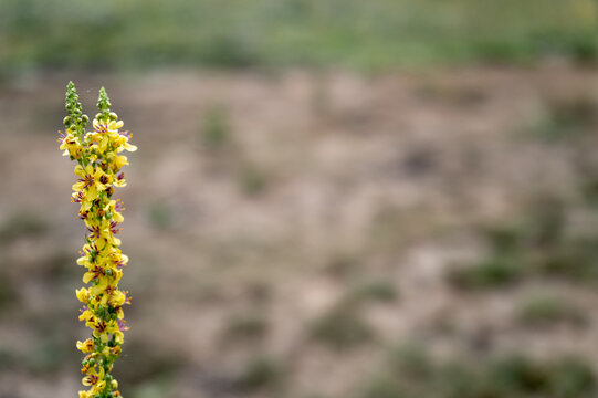 Verbascum thapsus plant blooming in bottrop field