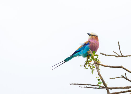 Lilac-breasted roller portrait. Masai Mara Game Reserve, Kenya, Africa.