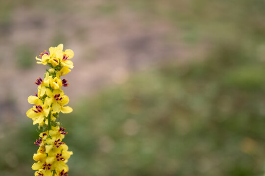 Verbascum thapsus plant with yellow flowers growing in bottrop