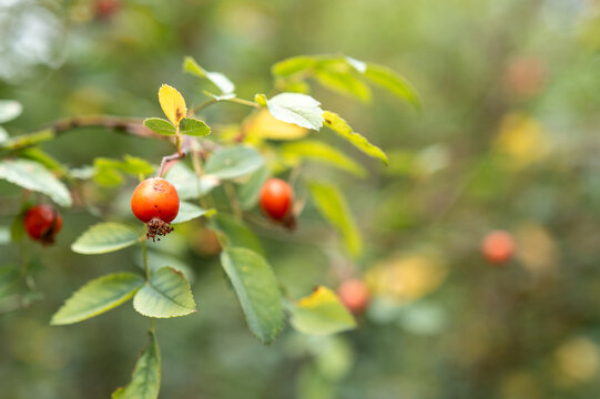Rose hips growing on a bush in autumn