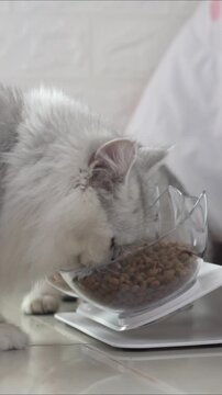 Fluffy white cat eating dry kibble food from an elevated transparent bowl at home.