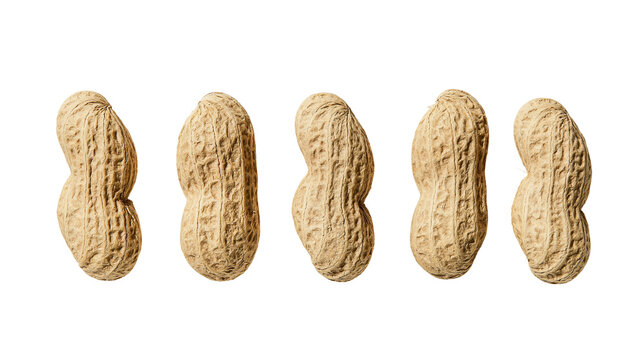 Row of five whole peanuts with textured shells, isolated on transparent background