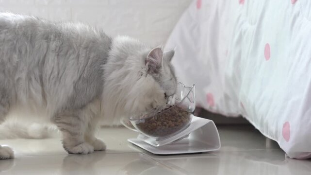 Fluffy white cat eating dry kibble food from an elevated transparent bowl at home.