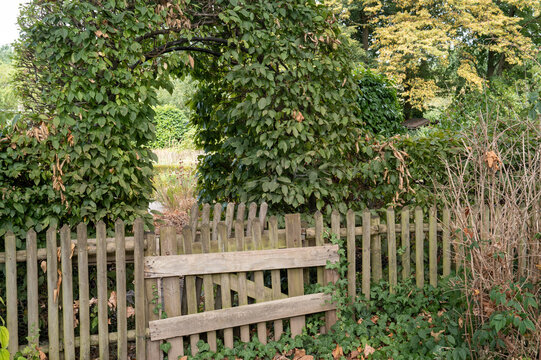 Weathered wooden picket fence gate opening to a garden