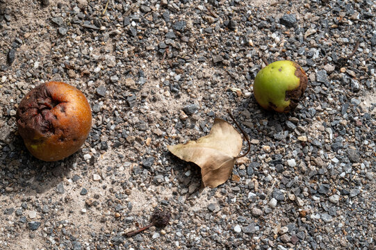 Rotting apples on gravel ground showing natural decay