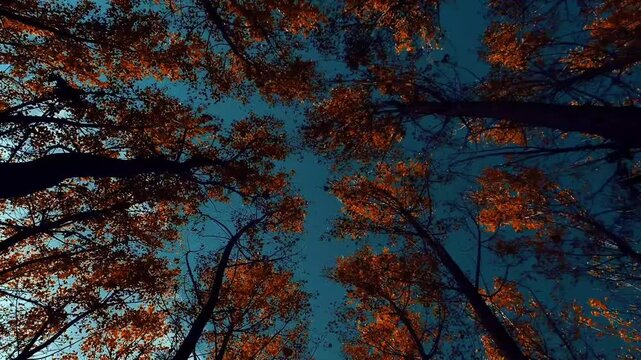 Rows of shady trees with brownish-orange leaves typical of autumn.