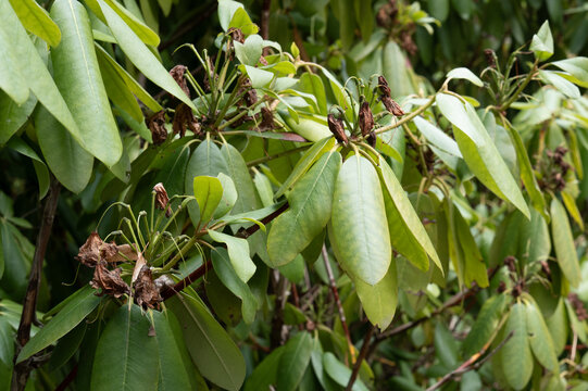 Rhododendron bush with fading flowers and green leaves