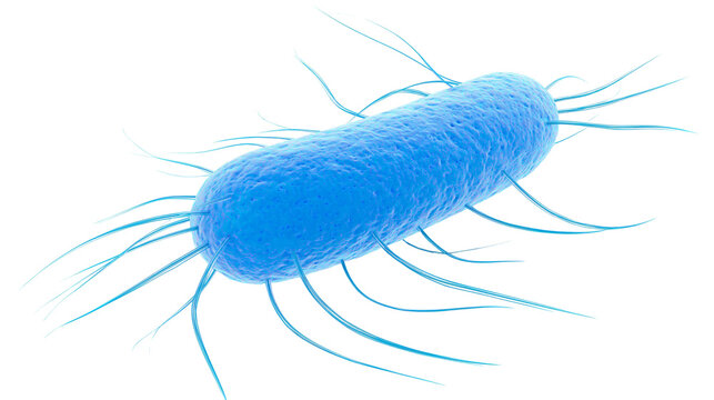 Blue rod-shaped bacterium with flagella, isolated on transparent background