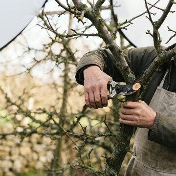 Man pruning bare fruit tree branches close-up with secateurs