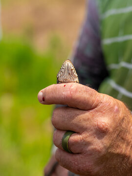 A man with a snakebite on his hand holding a captured water snake while another person points a finger.