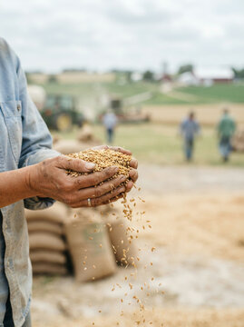 Person in a denim shirt letting a handful of grain fall in an open field