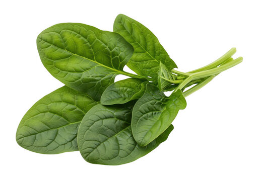 Fresh green spinach leaves bunch isolated on a simple surface for healthy cooking recipes isolated on transparent background