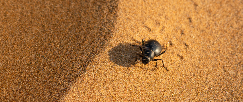 Aerial view of a black beetle crawling across the textured surface of a sand dune.