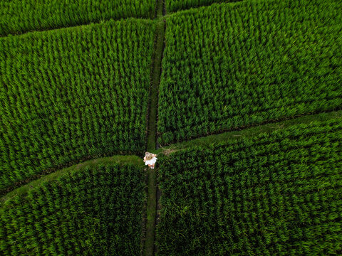 Aerial view of lush green rice terraces with a person in a white dress walking on a narrow path in Kuta Utara, Bali, Indonesia.