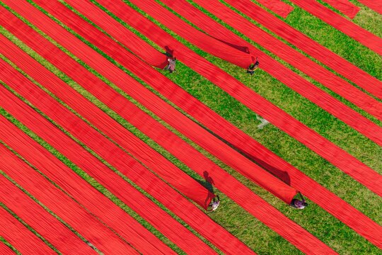 - 13 June 2026: Aerial view of long strips of bright red fabric drying on green grass with workers rolling the material in a field.
