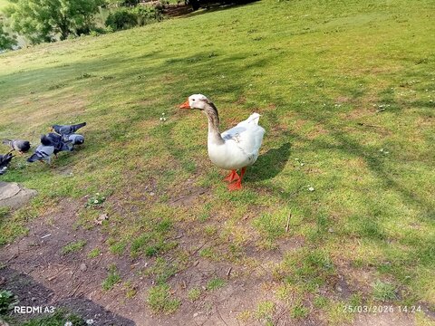 white goose on the grass