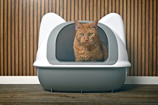 Cute ginger cat sitting in a litter box and staring intently. Horizontal image.