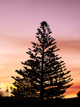 View of a Norfolk Island pine tree silhouetted against a vibrant sunset sky at Middleton Beach, Western Australia, Australia.