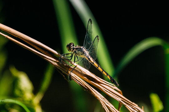 View of a dragonfly perched on a dry plant stalk with green grass in the background US.