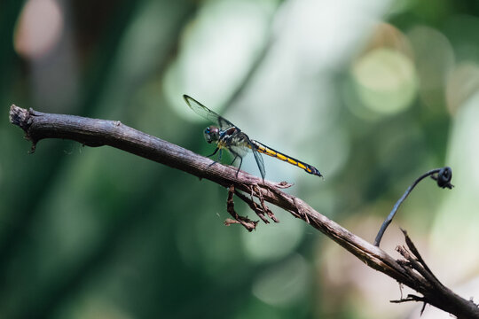 View of a dragonfly perched on a thin brown branch with a soft green blurred background in US.
