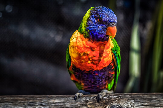 View of a colorful rainbow lorikeet with vibrant blue, green, and orange plumage perched on a wooden branch in the United States.