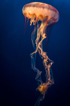 View of a translucent jellyfish with long flowing tentacles swimming in deep blue water US.