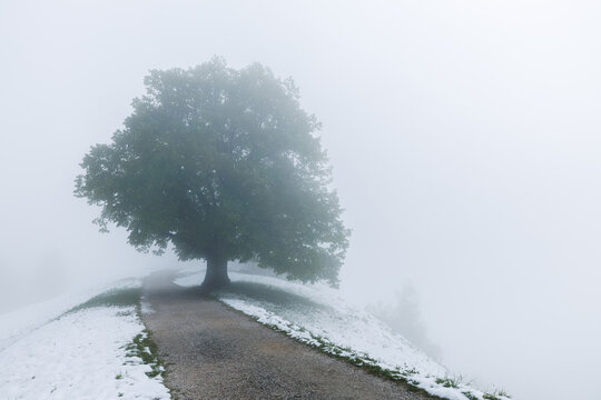 View of a solitary tree on a snow-covered path shrouded in thick fog on the hills of Jamnik, Kranj, Slovenia.
