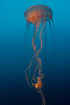 View of a translucent jellyfish with long trailing tentacles swimming in deep blue ocean water, US.