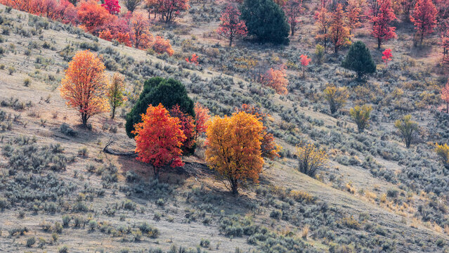 View of a hillside covered in vibrant autumn foliage with colorful trees and shrubs in Ogden, Utah, United States.