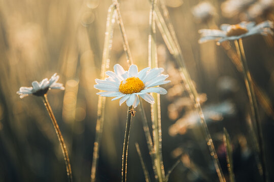 View of daisies in Kampinos National Park with soft golden hour light illuminating the petals and grass in Poland.