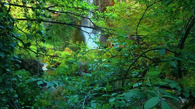 Lush green leaves frame a hidden waterfall. Veliki Buk, Serbia.