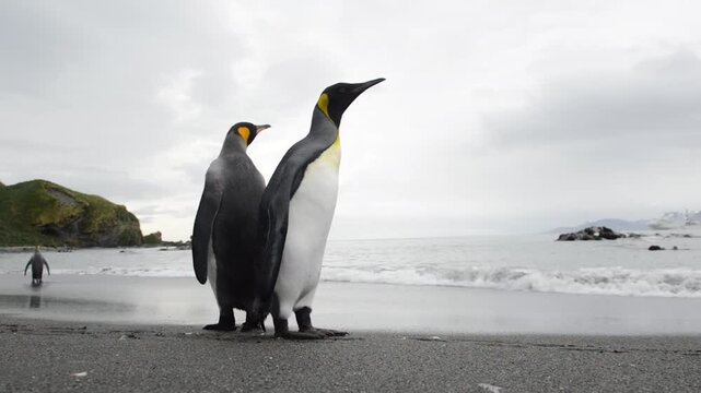 View of a King Penguin on a beach, Antarctica.