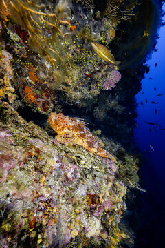 View of a scorpionfish resting on a colorful rocky reef with sponges and corals in the deep blue waters off the coast of Vis, Split-Dalmatia County, Croatia.