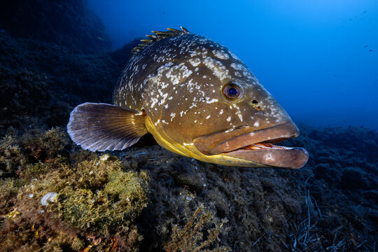 View of a dusky grouper swimming near the rocky seabed of the Medes Islands in Girona, Catalonia, Spain.