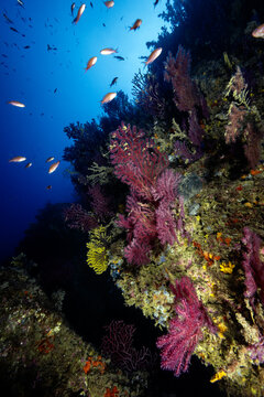 View of vibrant red and yellow gorgonian corals on a rocky reef with small fish swimming in the deep blue water of the Medes Islands, Girona, Catalonia, Spain.