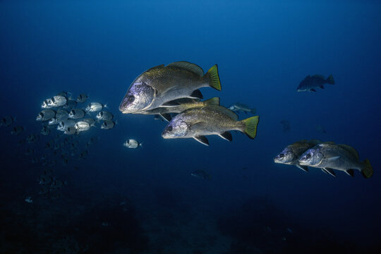 View of a school of dusky groupers swimming in the deep blue waters of the Mediterranean Sea near the Medes Islands, Girona, Catalonia, Spain.