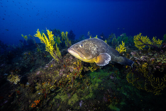 View of a large grouper fish swimming near vibrant yellow gorgonian corals in the rocky reef of the Medes Islands, Girona, Catalonia, Spain.