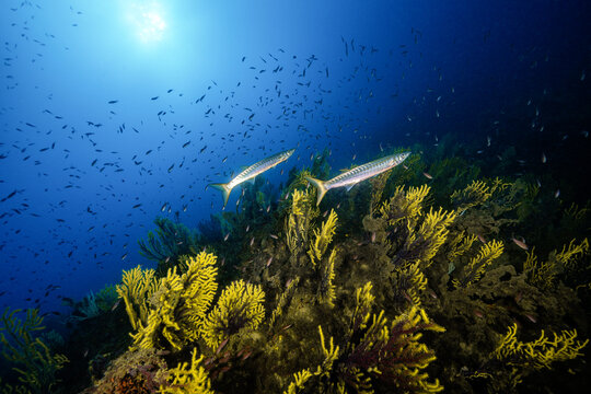 View of two barracuda swimming over a vibrant yellow gorgonian coral reef in the clear blue waters of the Medes Islands, Girona, Catalonia, Spain.