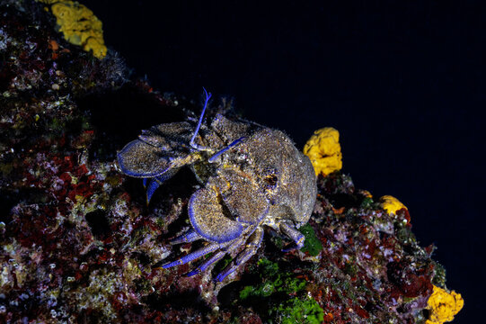 View of a Mediterranean slipper lobster resting on a rocky reef covered with yellow sponges and red algae in the Adriatic Sea near Dugi otok, Opcina Sali, Zadar County, Croatia.
