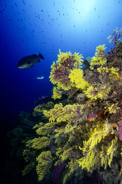 View of vibrant yellow and purple gorgonian corals on a rocky reef with a grouper swimming in the deep blue Mediterranean Sea near the Medes Islands, Girona, Catalonia, Spain.