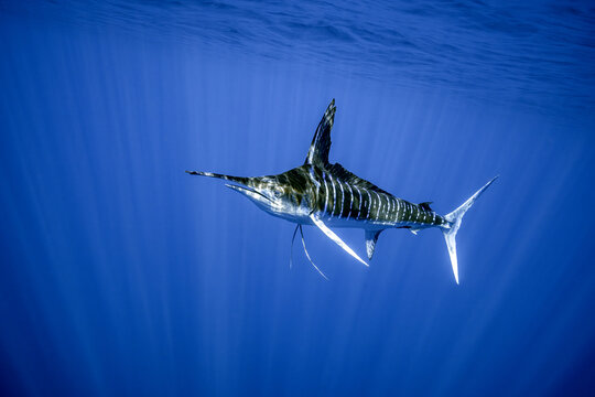 View of a striped marlin swimming through the deep blue waters of Magdalena Bay, Mexico.