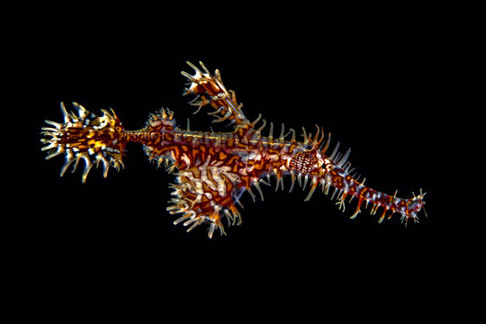 View of an ornate ghost pipefish with intricate patterns and spiny fins swimming against a black background in Raja Ampat Regency, Southwest Papua, Indonesia.