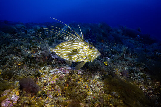 View of a John Dory fish swimming over a rocky seabed covered in colorful sponges and seaweed in Telascica Nature Park, Sali, Zadar County, Croatia.