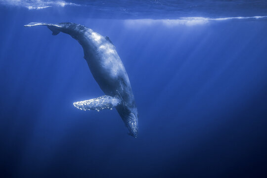 View of a humpback whale swimming in the deep blue waters of Magdalena Bay, Mexico.