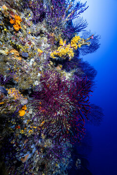 View of vibrant purple gorgonian sea fans and yellow sponges on a rocky reef at Dugi otok, Opcina Sali, Zadar County, Croatia.