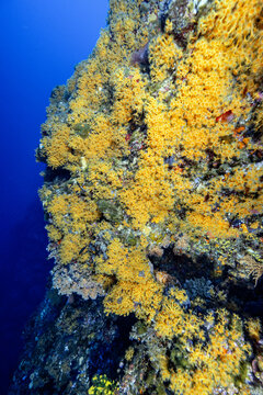 View of a rocky underwater cliff face covered in vibrant yellow sponges and coral in the deep blue sea near Dugi otok, Sali, Zadar County, Croatia.